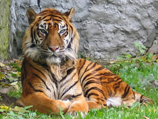 sumatraanse tijger